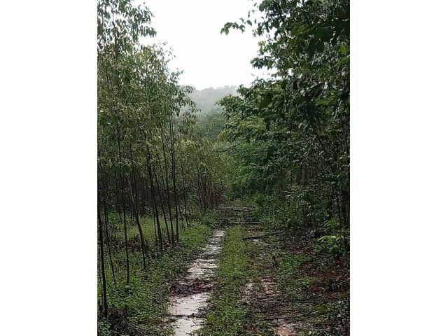 L1354 ขายที่ดิน ยกแปลง/แบ่งขาย 7 ไร่ นาดี ปราจีนบุรี