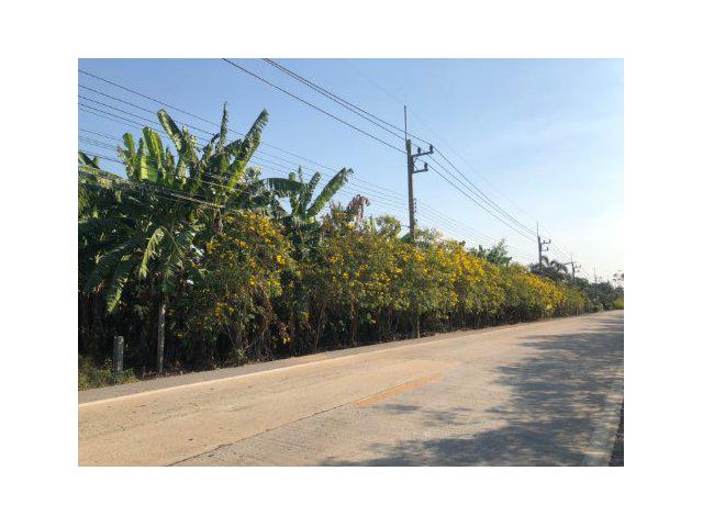 ขายที่ดิน 24 ไร่ ต.หน้าไม้ อ.ลาดหลุมแก้ว จ.ปทุมธานี