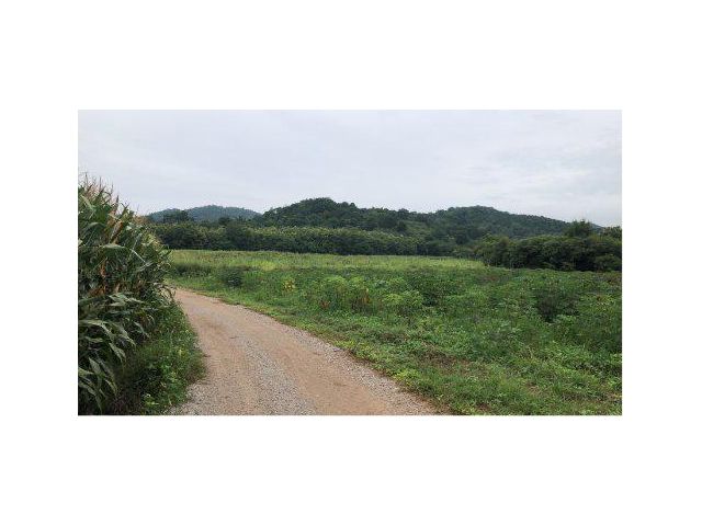 ขายที่ดิน 105 ไร่ ต.นาเฉลียง อ.หนองไผ่ จ.เพชรบูรณ์