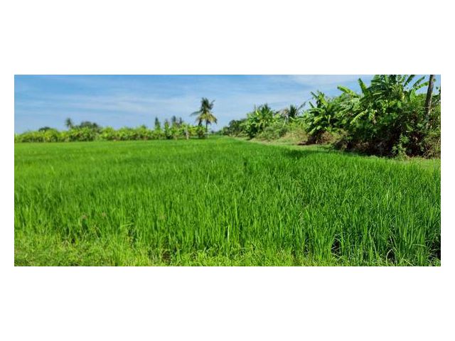 ขายที่ดินลาดกระบัง 1 ไร่ (2 แปลง) ทับยาว ใกล้ขนส่งพื้นที่ 4 และมอเตอร์เวย์ แปลงมุมติดคลอง ทำเลทองใกล้สุวรรณภูมิ