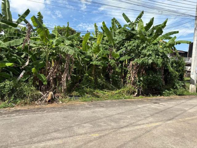 ขายที่ดินตำบลป่าตันติดถนนหลักทำเลค้าขายได้