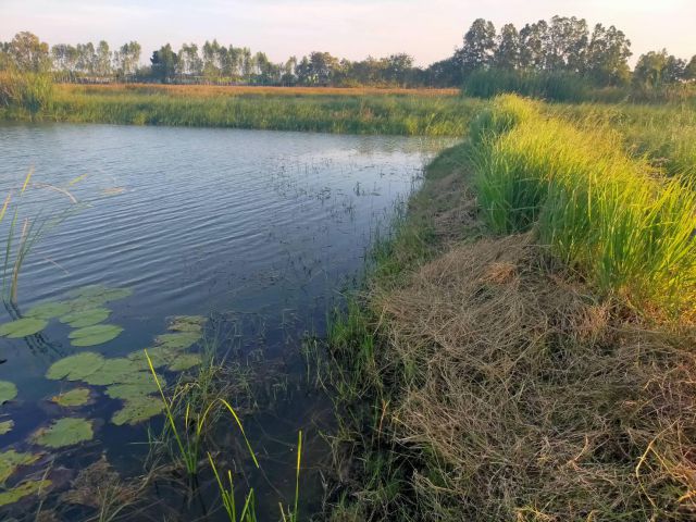 ให้เช่าบ่อเลี้ยงกุ้ง/ปลา4-7ไร่ไร่ละ5000-/ปี ต.ห้วยม่วง อ.กำแพงแสน จ.นครปฐม.ค่านายหน้าไร่ละ1500-