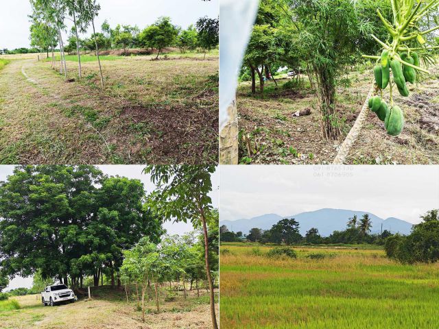 ขายที่ดิน 200ตรว - 3ไร่ อยู่อำเภอเมือง นครสวรรค์ เป็นที่สวน มีต้นไม้เยอะ ที่สูงน้ำไม่ท่วม ขายราคาถูก