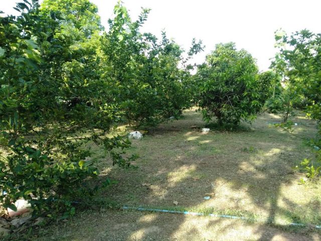 ที่ดินสวนผลไม้ 4 ไร่ ติดถนน ต.พันเสา บางระกำ พิษณุโลก