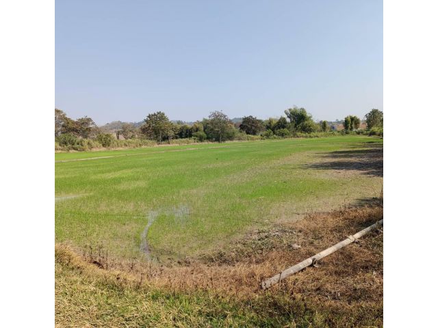 ขายด่วน!ที่ดิน 8-3-98 ไร่ ใกล้หนองบัวหลวง เชียงแสน เชียงราย พร้อมโอน