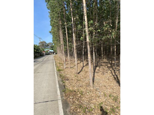 ขายที่ดิน3ไร่สวนยูคาติดถนนอยู่ทับมา เมือง ระยอง
