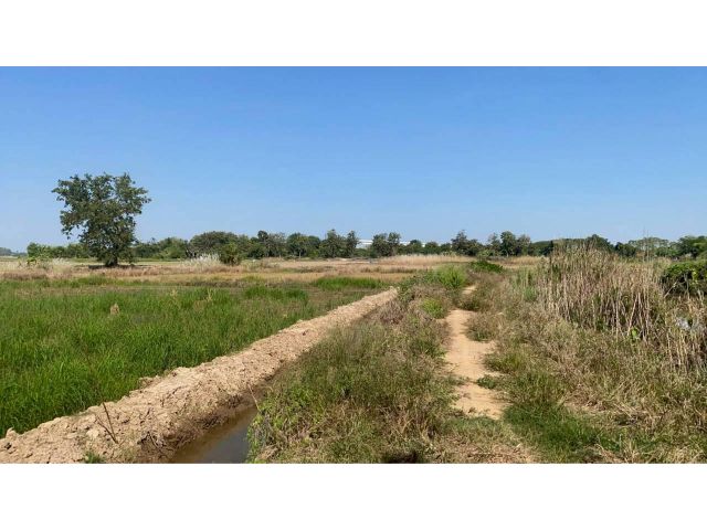 ขายที่ดินเปล่าถมแล้ว ใกล้ตลาดศรีสำโรง แหล่งชุมชน โรงพยาบาล เหมาะทำบ้านสวน ติดถนนคอนกรีต โฉนดพร้อมโอน น้ำไม่ท่วม เดินทางส