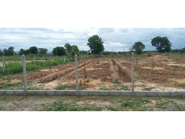 L1359 ขายที่ดินสวยทำเลดี 1 ไร่ หัวหิน ประจวบคีรีขันธ์