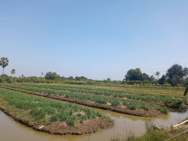 ที่ดินบางพระ 10 ไร่ ที่ดินนครชัยศรี ที่ดินนครปฐม ราคาถูก ราคาต่อไร่ไม่ถึงล้าน ใกล้ด่านนครชัยศรี สายมอเตอร์เวย์บางใหญ่กาญ