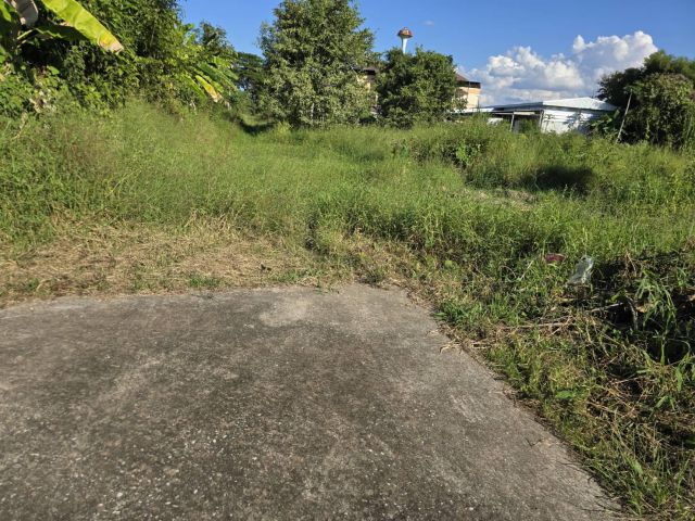 ขายที่ดินบ้านเกาะ หลังต้นทองรีสอร์ท 80 ตารางวา