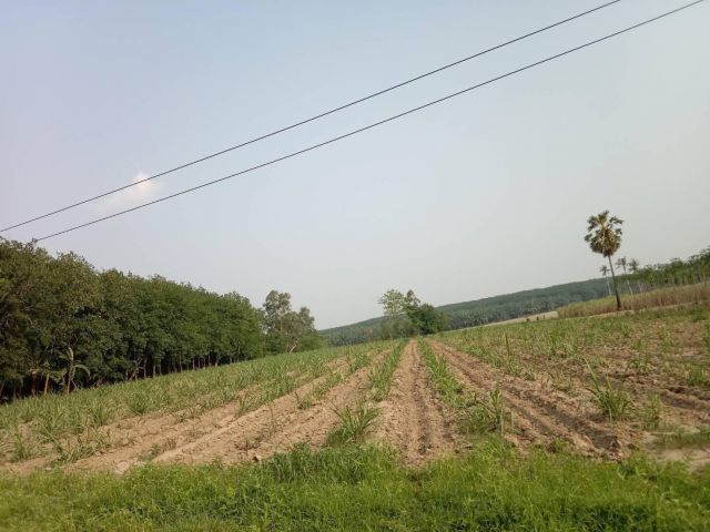 L1365 ขายที่ดินใกล้ถนน.344  14 ไร่ บ้านบึง ชลบุรี