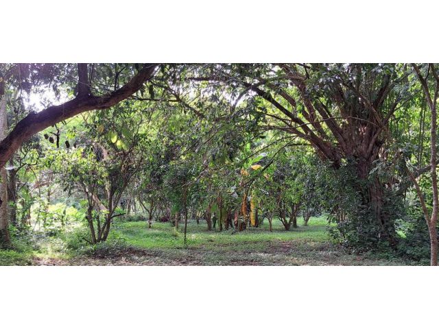 ที่ดินหน้ามหาวิทยาลัยเชียงใหม่ 1-3-31 ไร่