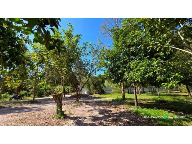 ขายสวนผลไม้รวม ใกล้เขื่อนขุนด่าน ต.หินตั้ง อ.เมือง จ.นครนายก