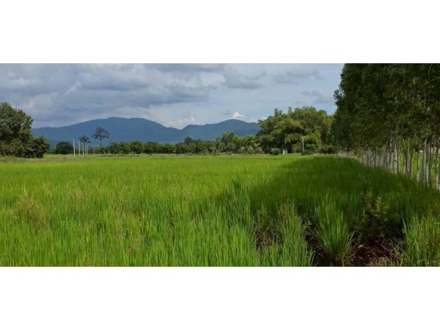 ขายที่ดินสวย ติดถนนลาดยาง วิวภูเขา ต.เขาเพิ่ม อ.บ้านนา จ.นครนายก