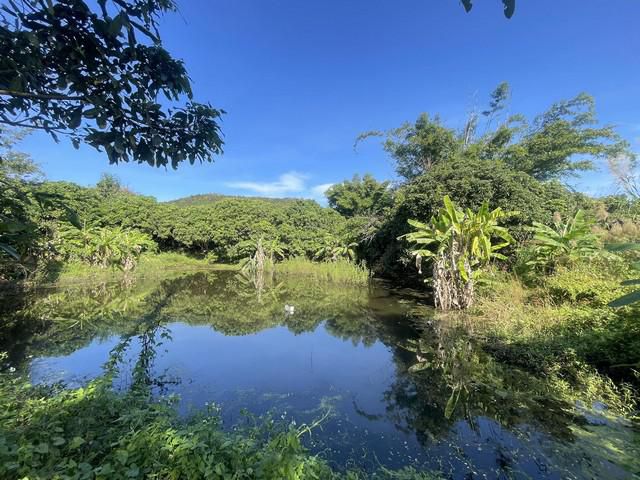 ที่ดินแม่ทาแปลงสวยเหมาะทำบ่านสวนราคาต่อรองได้อีก