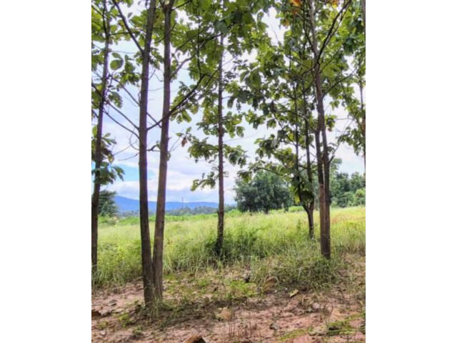 ที่ดินพร้อมสวนสัก 790,000.- อ.น้ำปาด