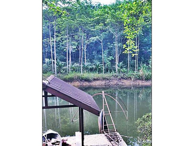 มีรายได้ทันที สวนยาง-ไม้กฤษณากำลังให้ผลผลิต44ไร่พร้อมบ้านพัก จันท