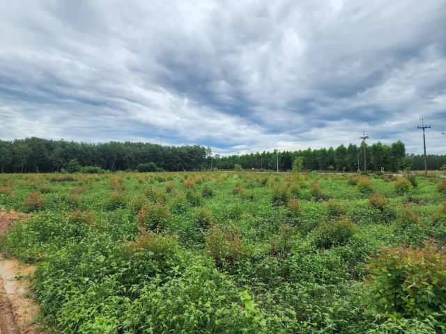 L1376 ขายที่ดินใกล้นิคมฯโรจนะ 7 ไร่ หน้ากว้าง 206 เมตร ศรีมหาโพธิ ปราจีนบุรี