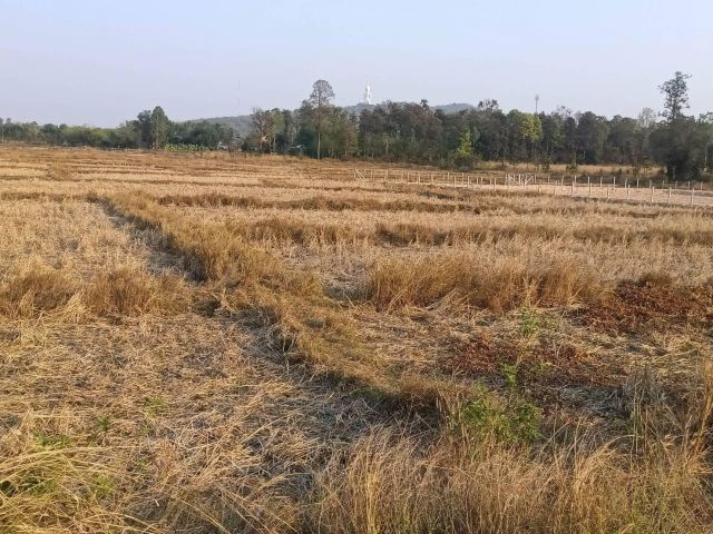 L1384 ขายที่ดินสวยทำเลดี 7 ไร่ หน้ากว้าง 84 เมตร เมืองมุกดาหาร