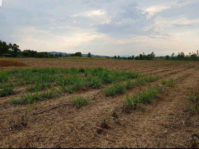 ขายด่วนที่ดินเปล่าโฉนด 2 แปลง 39-2-58 ไร่ ต.รางบัว อ.จอมบึง จ.ราชบุรี ขายยกแปลงไร่ละ 250,000.-