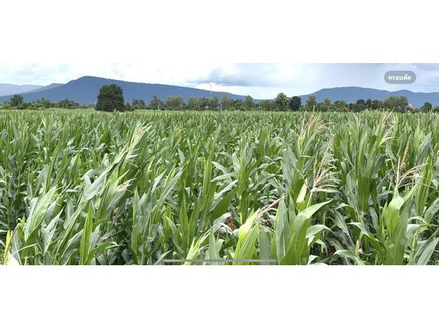 ที่ดินวังกะทะ เขาใหญ่ 2-2-19ไร่ ติดถนนลาดยางกว้าง 8 เมตร วิวเขาสวย