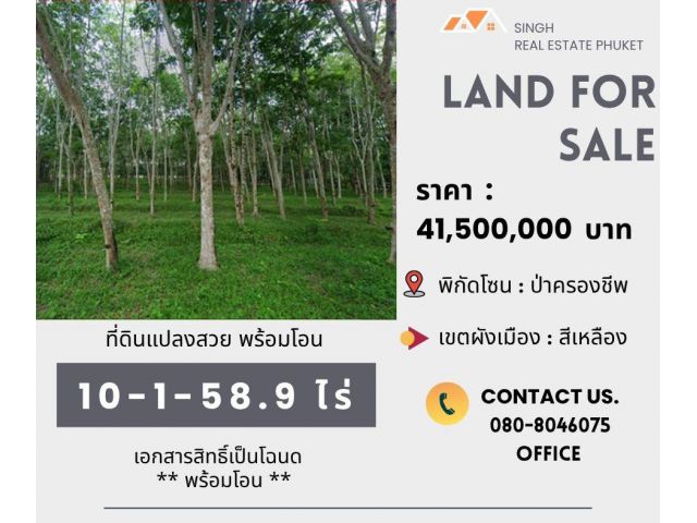 ** LAND FOR SALE ** ที่ดิน ( สวนยางพารา)  10-1-58.9  ไร่  ( ป่าครองชีพ - เทพกระษัตรี )