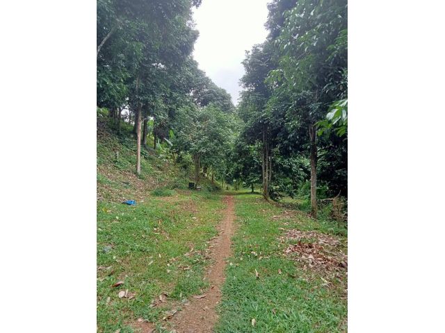 ขายสวนลองกอง&ทุเรียน เนื้อที่ 100 ไร่  ภบท.5 สมุดเล่มเขียว ต.บ้านด่านนาขาม อ.เมือง จ.อุตรดิตถ์