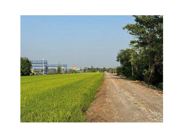 ขายที่ดิน 14 ไร่ คลอง12 ต.ศาลาครุ อ.หนองเสือ จ.ปทุมธานี