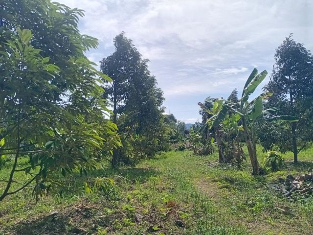 เสนอขายที่ดินพร้อมสวนทุเรียน และร้านค้าให้เช่า อยู่ใกล้โรงแรมจันท์ธานี ทำเลใจกลางเมืองจันทบุรี