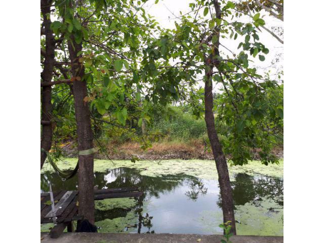 ขายด่วน!!! ที่ดินแปลงสวยทำเลดี เขตลำพญา ราคาถูก ติดถนนลาดยาง ติดคลองสาธารณะ เนื้อที่ 5 ไร่ เหมาะปลูกบ้านและทำธุกิจ