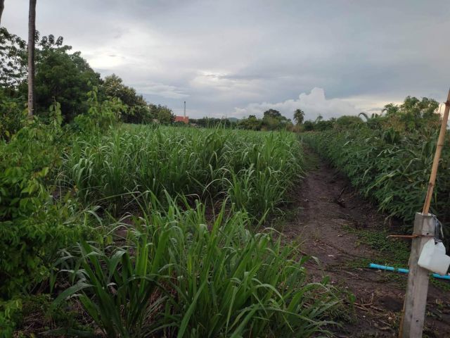 L1400 ขายที่ดินทำเลดี 3 ไร่ ท่าม่วง กาญจนบุรี