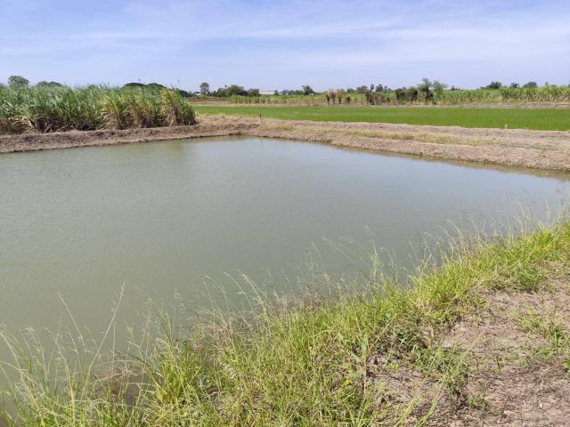 Vacant land for sale natural view can be subdivided or purchased as a whole (5-9 rai). Suitable for building a house or