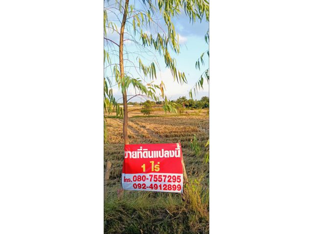 ขายที่ดิน 1 ไร่