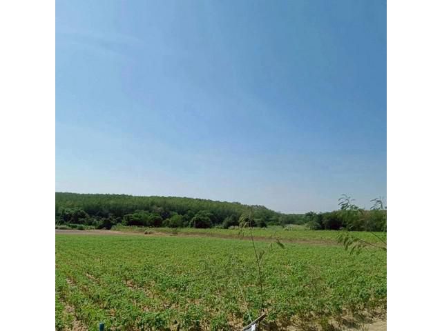 ขายที่ดินเขาคันทรง ศรีราชา แปลงสวย ทำเลดี เยื้องๆนิคมโรจนะ บ่อวิน