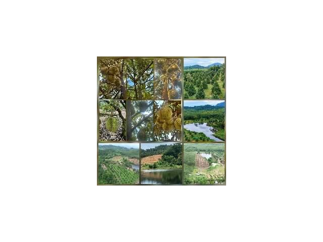 สวนทุเรียน 100 ไร่ ต.เขาแก้ว อ.ท่าใหม่ จ.จันทบุรี