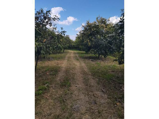 ขายที่ดินสวนมะม่วงแปลงสวย2ไร่2งาน14ตารางวา​ วิวเขา วิวทุ่งนา ตั้งอยู่ที่ ต.แช่ช้าง อ.สันกำแพง