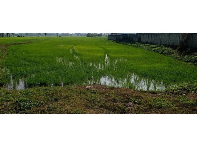 ที่นา4ไร่