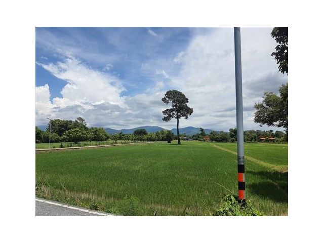 ที่นา  วิวเขา สวยงาม  ห่างทถนนลาดยาง 650 ม  ถึงแปลง  โฉนด