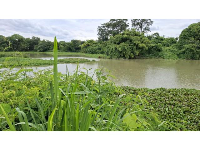 สวนติดคลอง  โฉนด