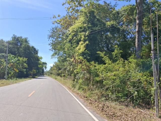 ที่ดิน ขายถูก  ติดถนนลาดยาง  ไม่มีเวลาดูเเล