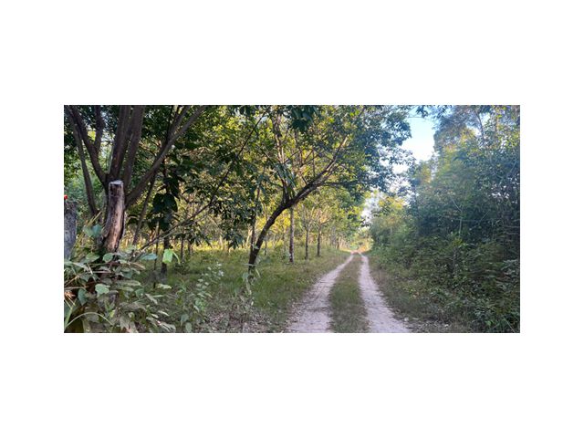 ขายที่ดินพร้อมสวนยางพารา 18-1-3 ไร่ ต.หนองบก อ.เหล่าเสือโก้ก จ.อุบลราชธานี