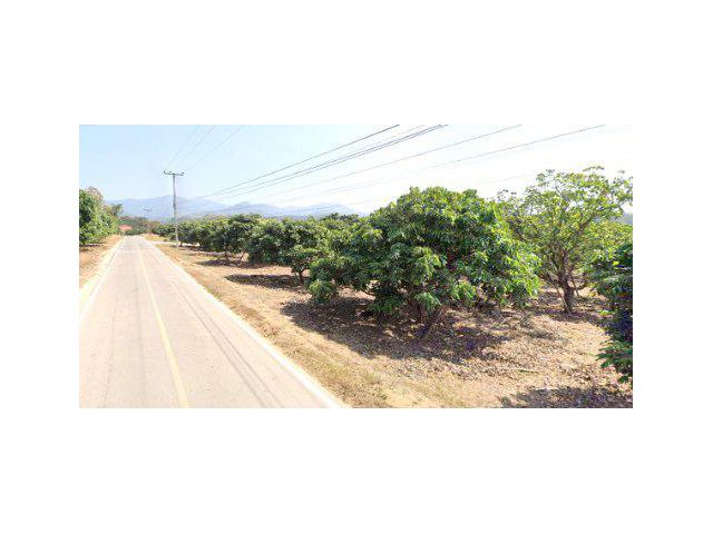 ขายที่ดิน 44 ไร่ บ้านแม่ปั๋ง ต.แม่ปั๋ง อ.พร้าว เชียงใหม่