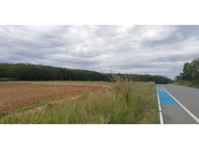 ให้เช่า ที่ดิน แปลงสวย อ่างเก็บน้ำดอกกราย แม่น้ำคู้ ปลวกแดง ระยอง เพาะพันธุ์ต้นยาง