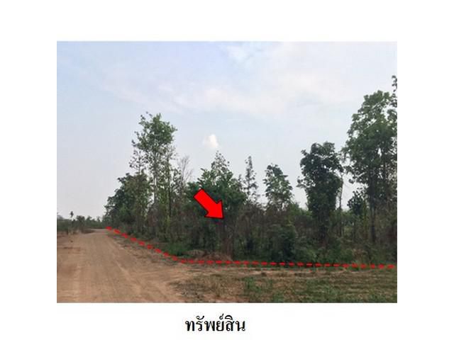 ขายที่ดินว่างเปล่า ถ.สายบ้านโป่งคองเหนือ-บ้านเขว้า จ.ชัยภูมิ