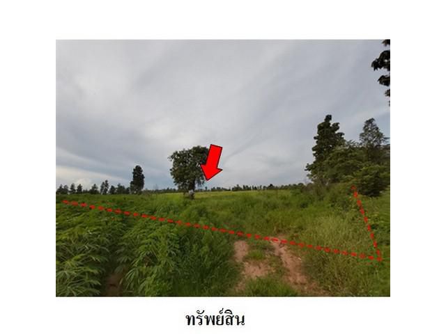 ขายที่ดินว่างเปล่า ถ.สายชัยภูมิ-หนองบัวแดง ต.รอบเมือง จ.ชัยภูมิ