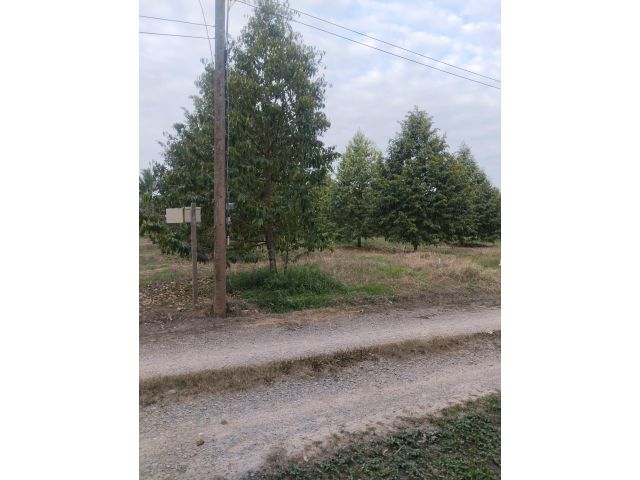 ขายสวนทุเรียน