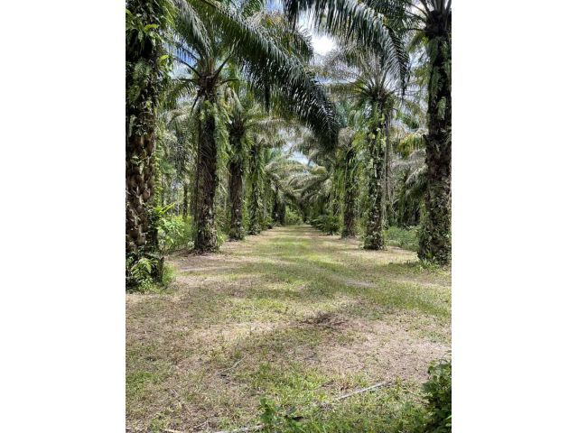 ขายที่ดินสวนปาล์ม 5 ไร่ เศษ ต.เขาน้อย อ.สิชล นครศรีธรรมราช