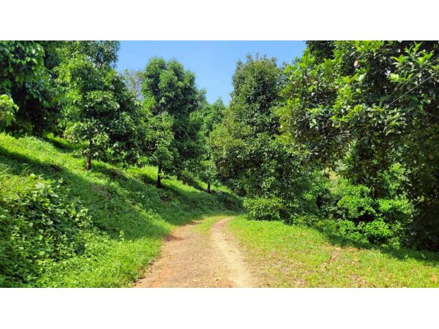 ขายสวนทุเรียนมังคุด เก็บผลผลิตแล้ว ใกล้ลำธาร ใกล้เมืองเพียง 20 นาที ต.ท่างิ้ว จ. นครศรีธรรมราช