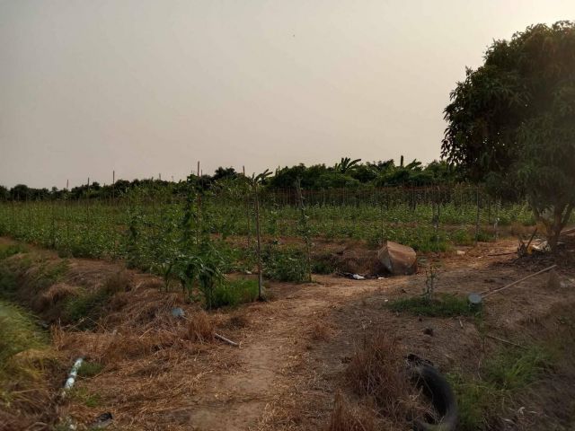 L1424 ขายบ้านพร้อมที่ดิน 2 ไร่ ดอนเจดีย์ สุพรรณบุรี