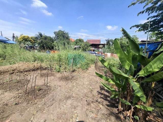 ขายที่ดินถมแล้ว  50.3 ตรว.ใกล้วัดสะแก(หลวงปู่ดู่)อ.อุทัย อยุธยา